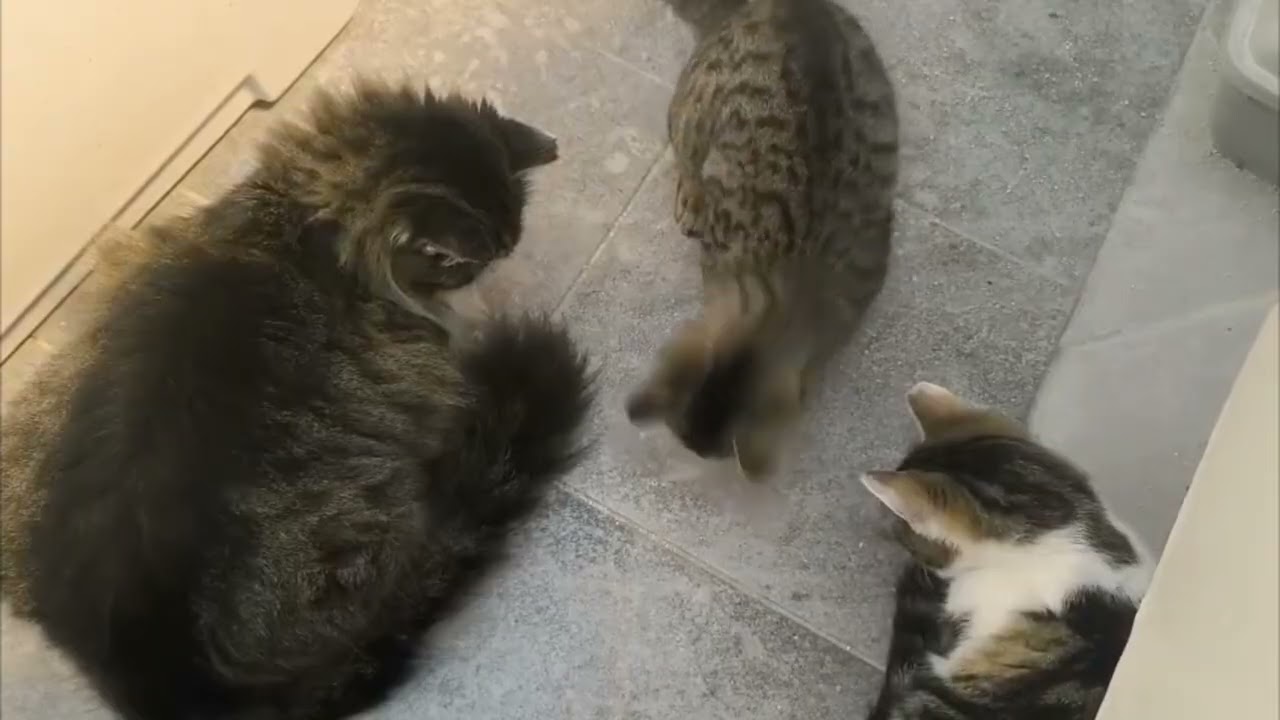 😻Флюся, 😻Тигра и 😻Батон нашли жучка, а потом его потеряли 😄#fljusja #cat #прикольныекоты #котики 