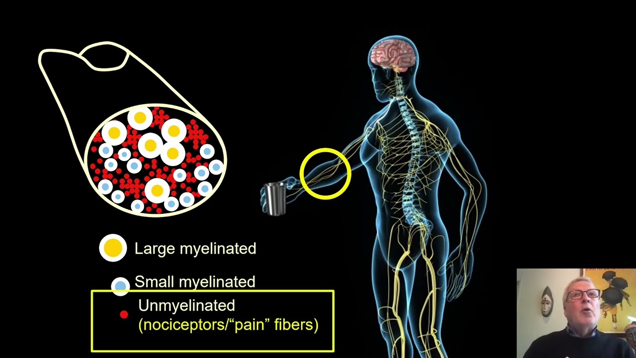 Lezioni di Fisiologia - Prof. Allan Basbaum: Pain mechanisms and the future of pain management
