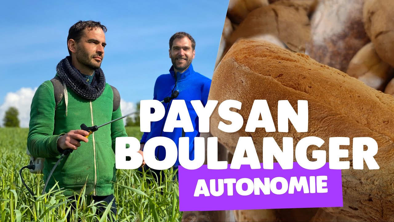 Paysan-boulanger : la ferme autonome du champ au pain