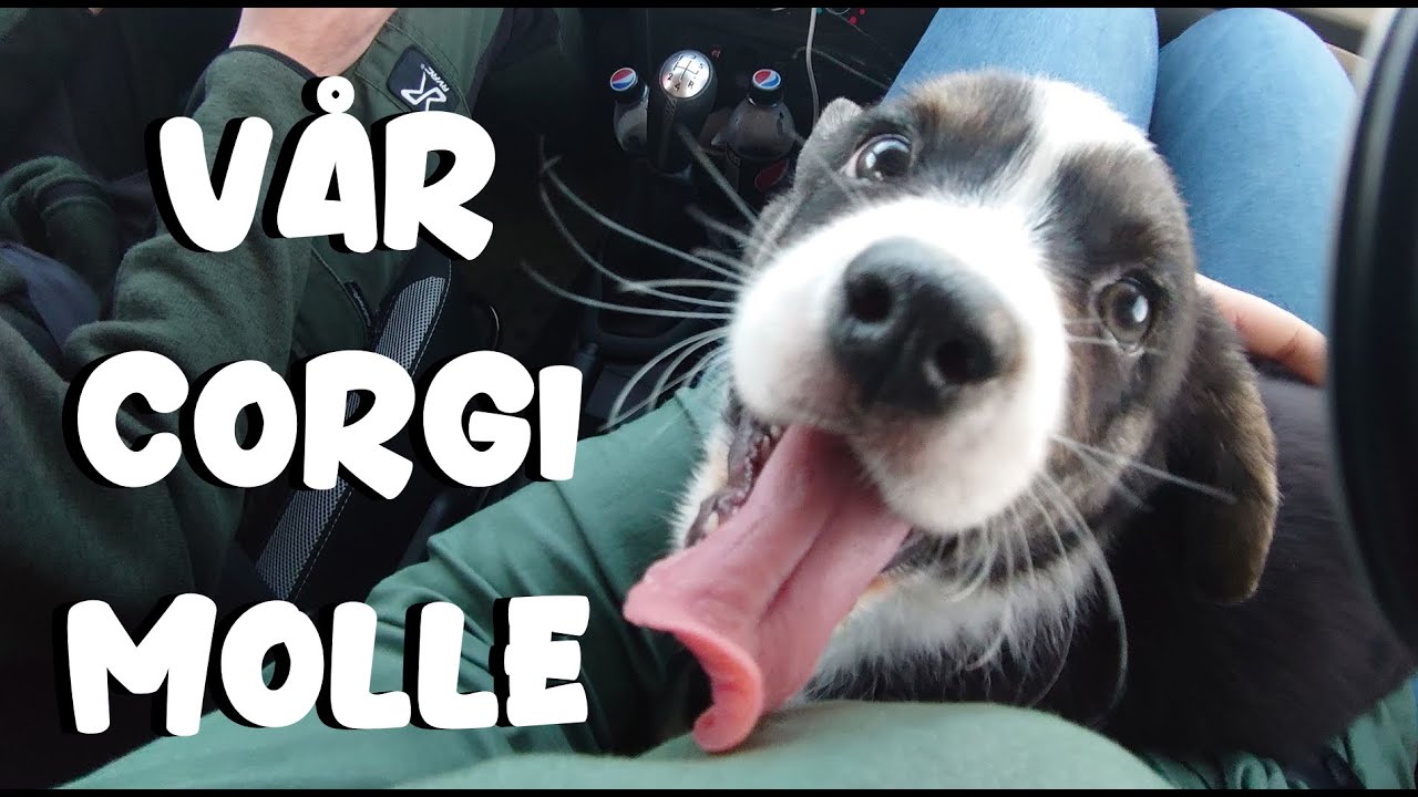 Vi hämtar hem Molle | vlogg