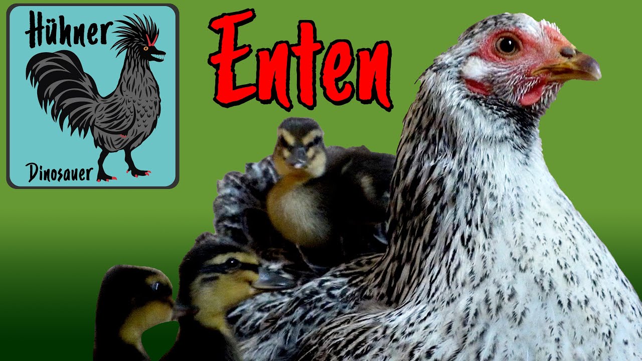 🦆Enten Teil 3 Küken ausbrüten🐣Tipps & Tricks für die Kunst- und Naturbrut von Rasseenten