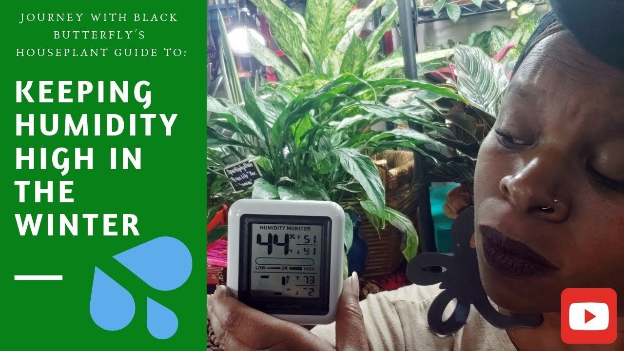 Need HUMIDITY?! TIPS to keeping HOUSEPLANTS alive during WINTER
