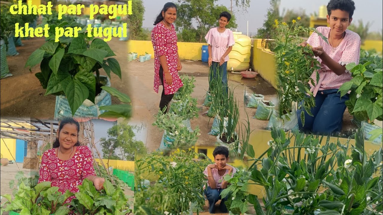  onion#pea#tomato #coriander leaves#long beans#beans#beetroot#watermelon#video# dailyexercise#search