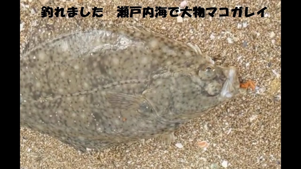 釣ったぞ！音戸で46cmのマコガレイ