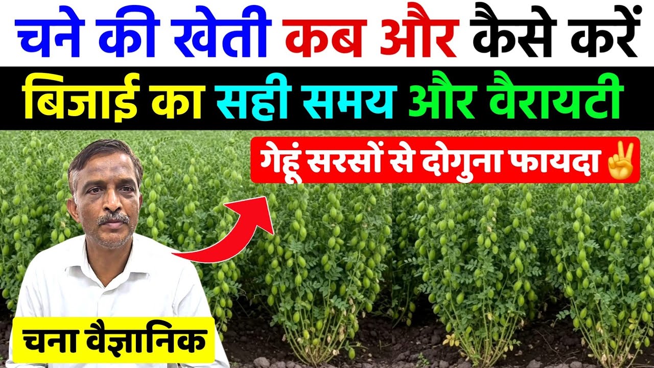 चने की खेती कब और कैसे करें | बिजाई का समय और वैरायटी | गेहूं सरसों से ज्यादा फायदा | chane ki kheti