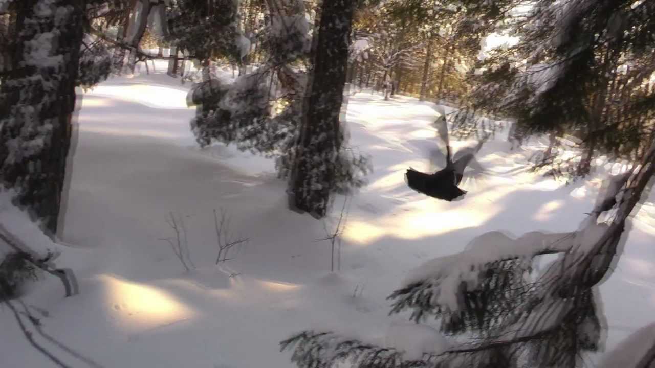 Tiur flyr ut av dokk (capercaillie flying from a closed snow burrow) 2012