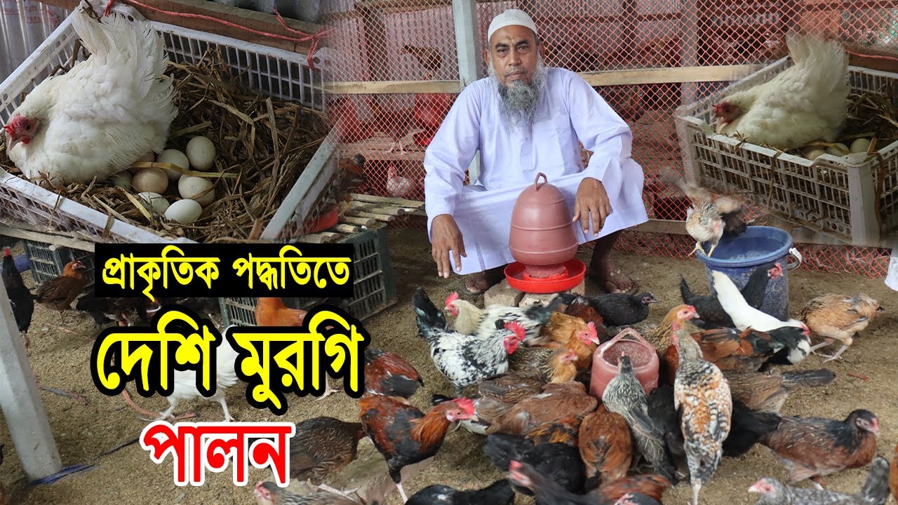 প্রাকৃতিক পদ্ধতিতে দেশি মুরগি পালন করে লক্ষ টাকা আয় করেন মনোয়ার আংকেল।Deshi Morgi Farming
