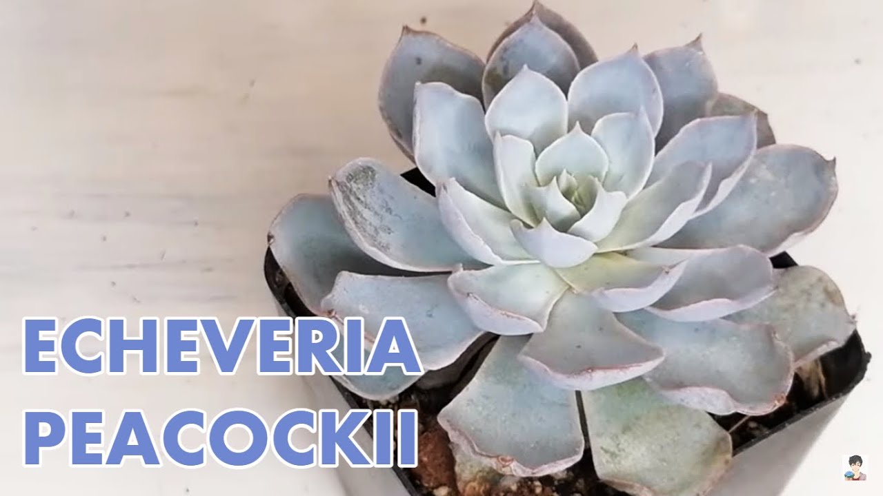 suculentas echeveria peacockii donsuculento