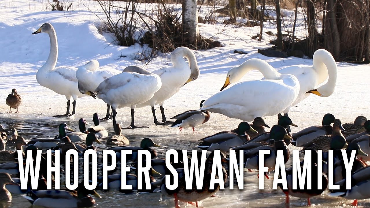 Whooper Swan Family