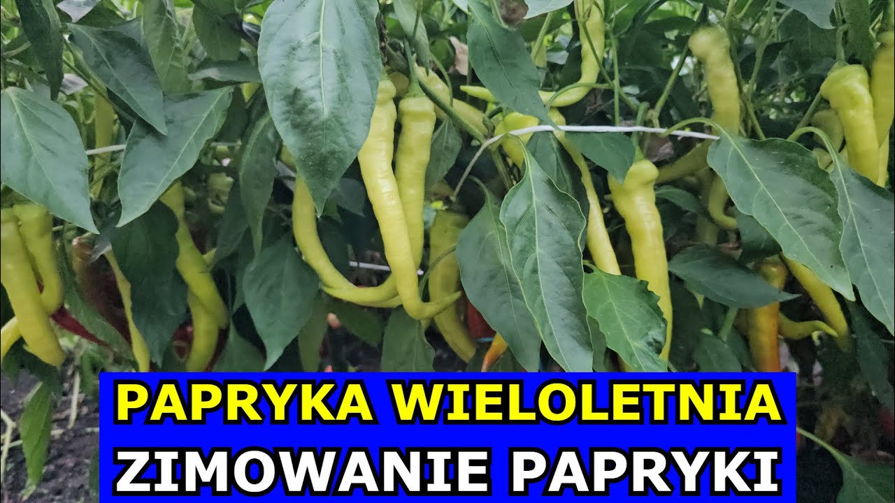 Wieloletnia Papryka - Zimowanie Papryki. Szybsze Zbiory za Rok. Kiedy i Gdzie Zimować Paprykę Uprawa