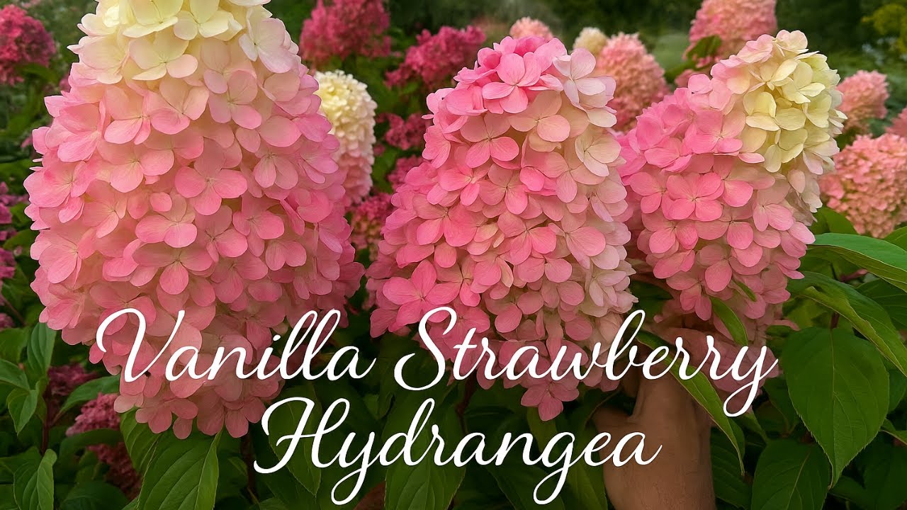 Planting Vanilla Strawberry Hydrangeas 🍓🌿& Rare Purple Beech Tree | Hydrangea Paradise