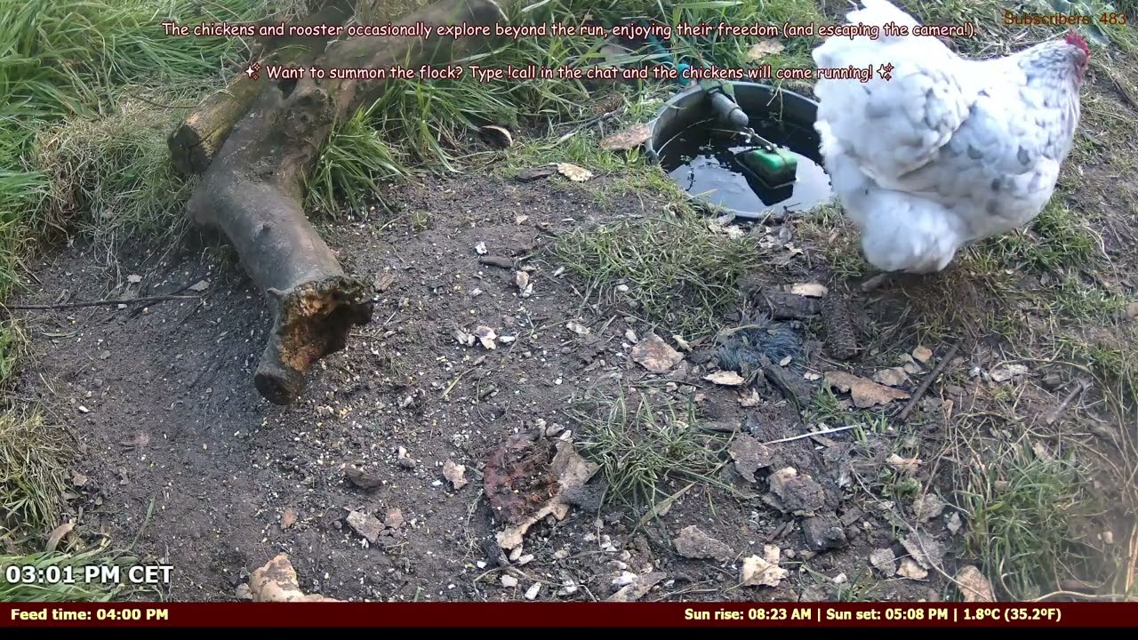 LIVE: Smart Chicken Feeder – Control with Chat! �💬