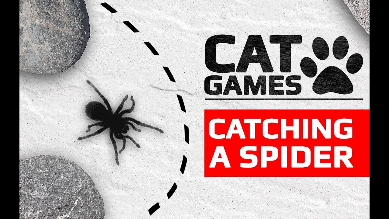 CAT GAMES - 🕸️ CATCHING A SPIDER (ENTERTAINMENT VIDEOS FOR CATS TO WATCH)