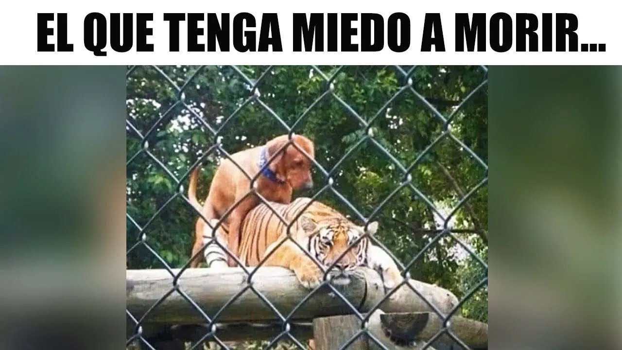 MEMES ALGO XD #65