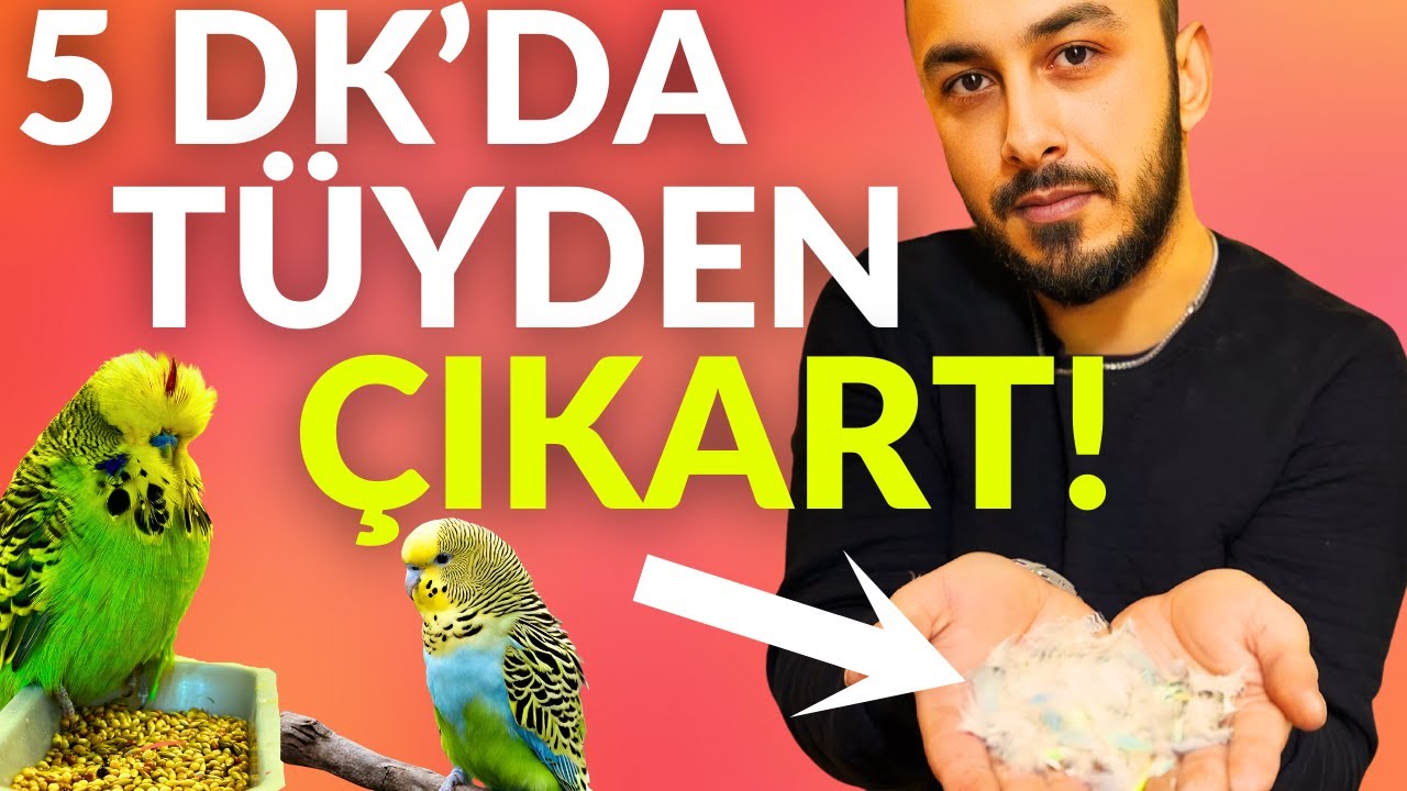 Muhabbet Kuşu 5 Dakika da Tüyden Çıkartıyorum ! Utku Yapar #muhabbetkuşu