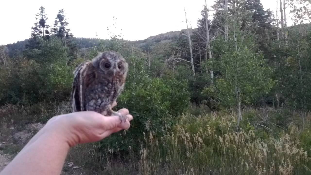 Flammulated owl releases(2)