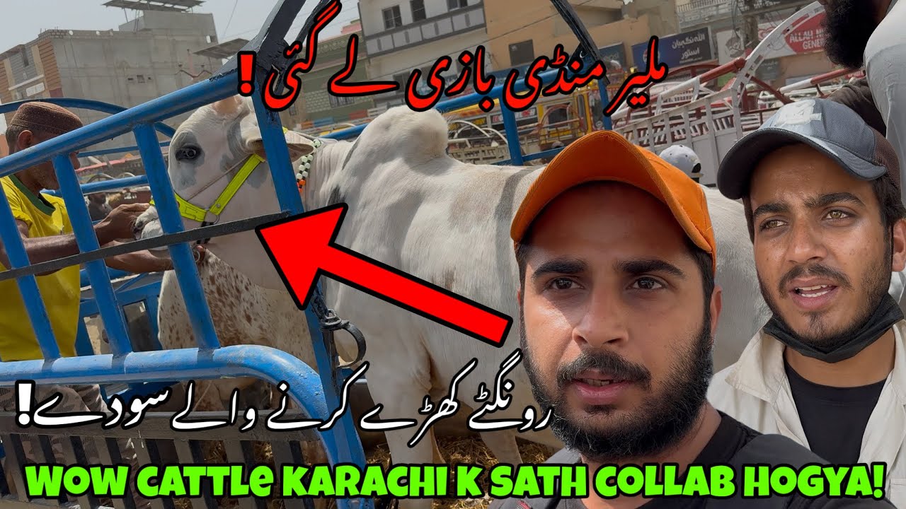 Malir Mandi 2026 | Malir Mandi Update Today | Wow Cattle Karachi k Sath Mil kar Dikhaye Loot Soday!😱