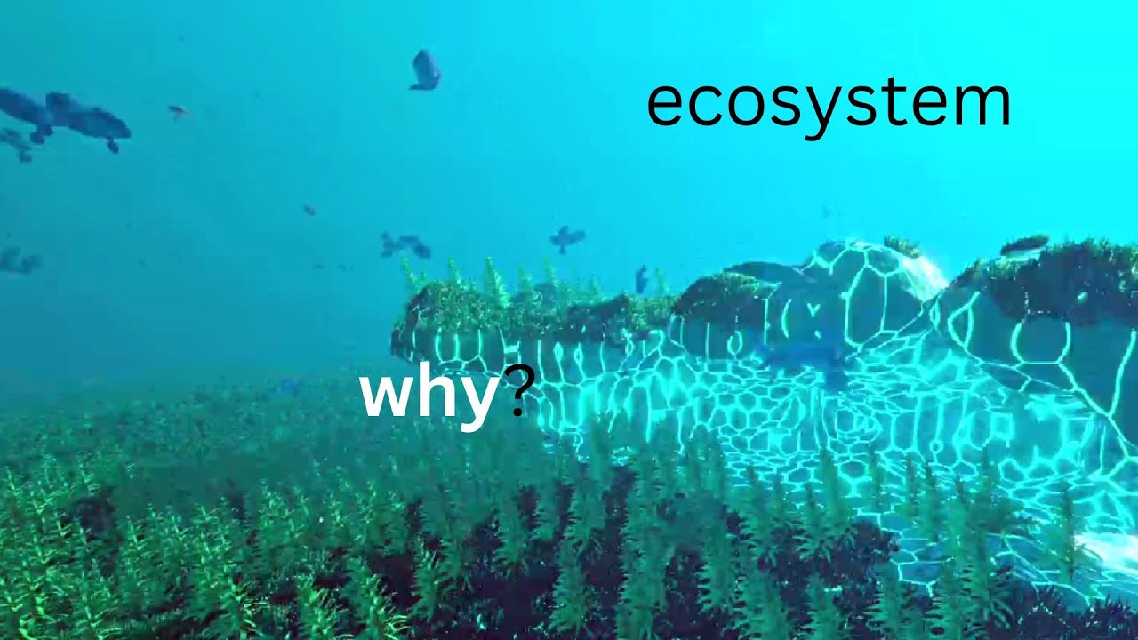 This is me if I was nature (Ecosystem)