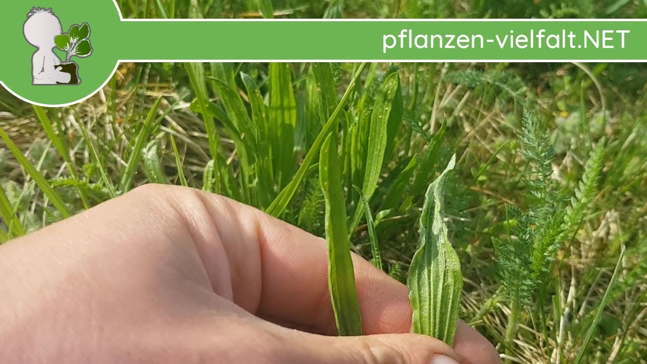 Spitzwegerich - Erste Boten - 15.04.18 (Plantago lanceolata) - Wildpflanzen-Bestimmung
