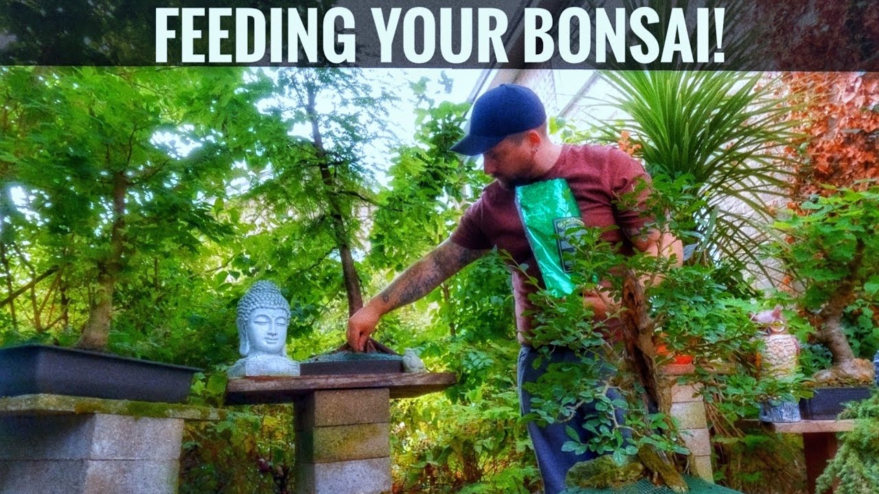 How to feed your Bonsai trees