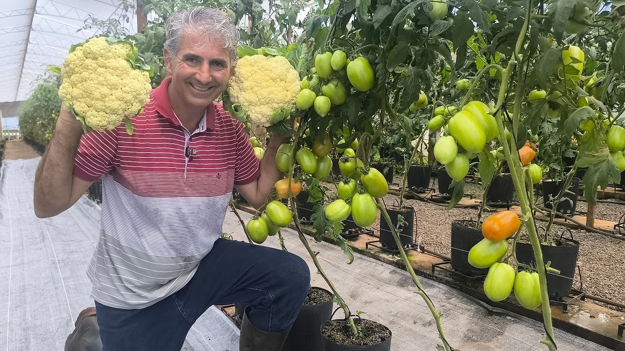 TOMATE E COUVE FLOR - VARIEDADES E MANEJOS PARA UMA BOA PRODUÇÃO