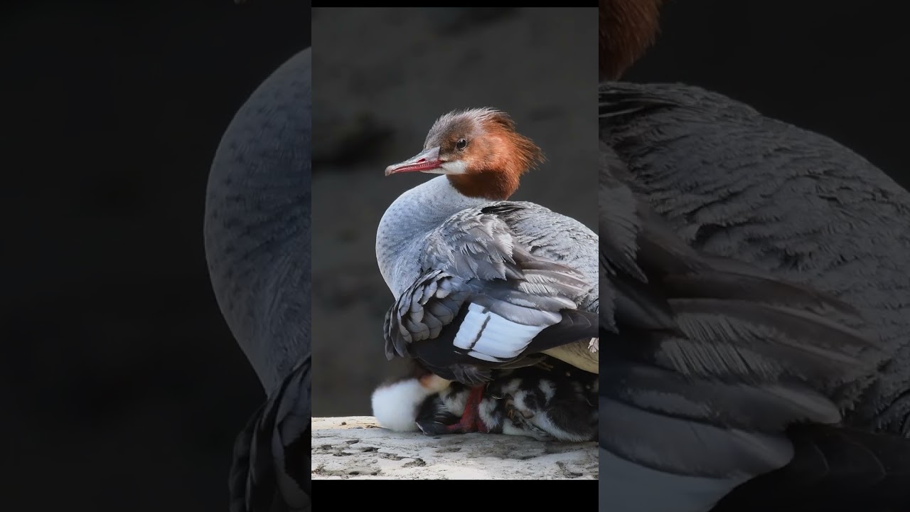 Common Merganser with a surprise