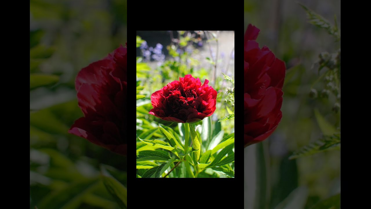 NIKON D3000 + NIKON 35MM f1.8 WITH SAMPLES!! #camera#photography