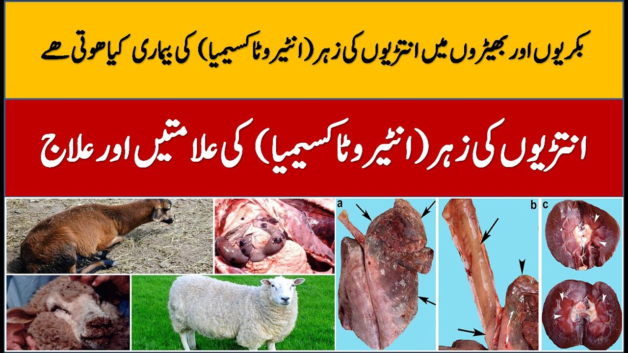 Enterotoxemia Disease in Goats and Sheep| Enterotoxemia in Goats symptoms | Enterotoxemia Treatment