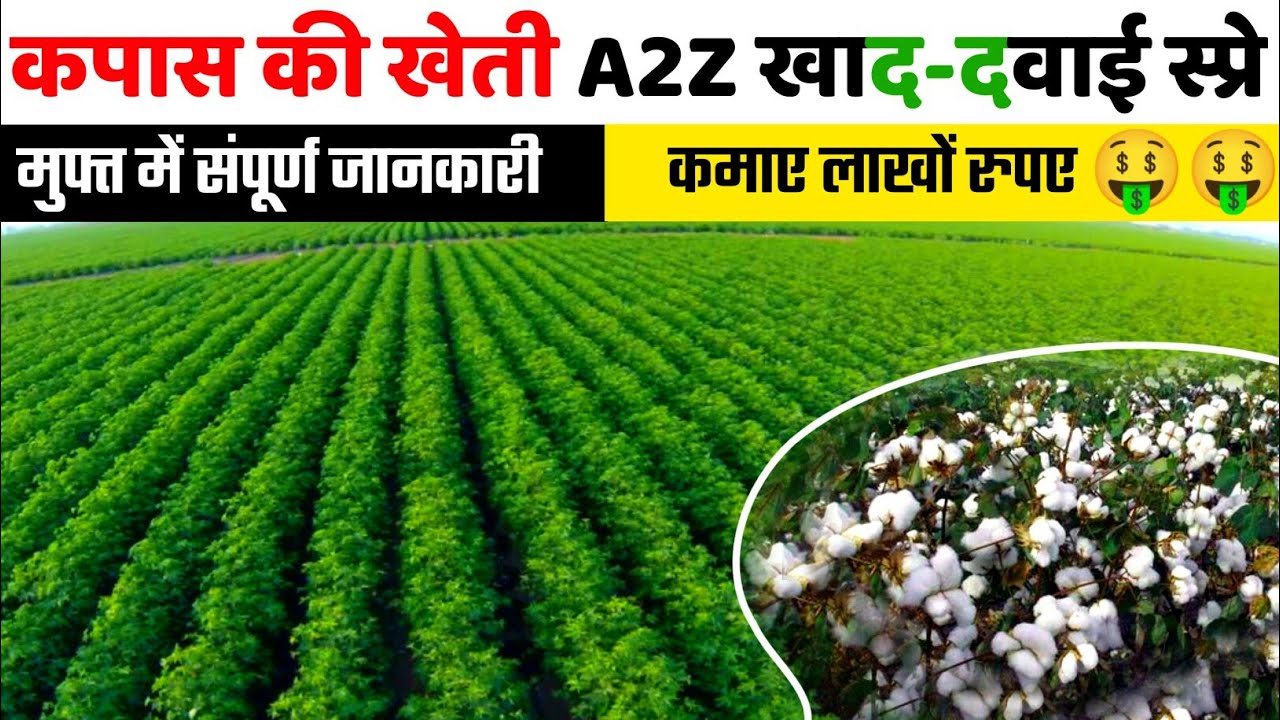 Kapas ki kheti | Cotton farming | A to Z जानकारी | कपास की खेती | kapas ki kheti kaise Kare | કપાસ