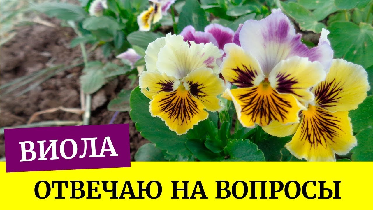 🌺Виола взошла. Отвечаю на вопросы. Грунт для виолы, хорошая всхожесть (Анютины глазки)🌺