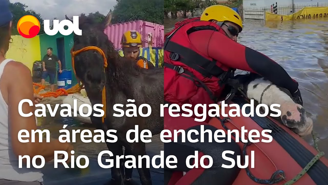 Enchentes no RS: veja o resgate de cavalos em áreas inundadas pelas fortes chuvas no estado; vídeo