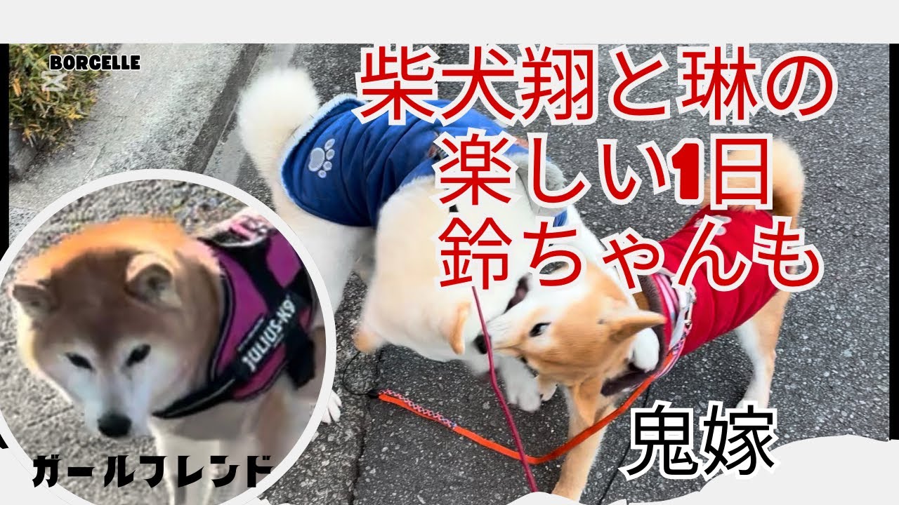 柴犬#白柴#赤柴#ご飯 #ヤンチャガール#癒し#散歩#あそび#おやすみ#多頭飼い#5才#5ヶ月#落ちる#癒し