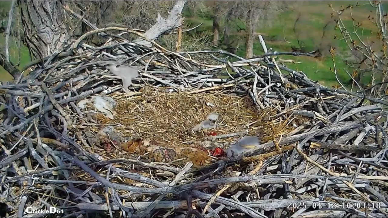 Excel/Fort St Vrain Eagles~😭Oldest Chick Falls Through Nest Rails_4/12/25