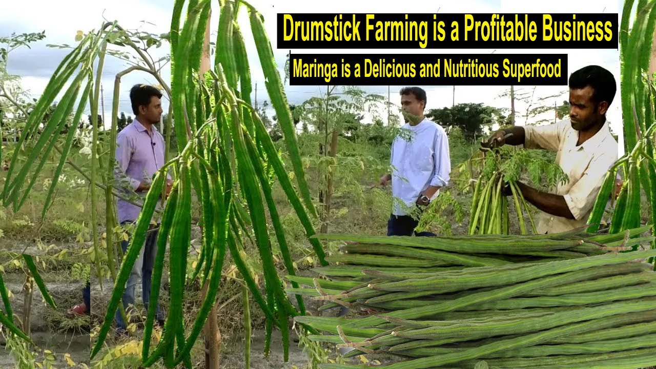 Drumstick Farming - How to Start a Business Moringa Farm - How to Grow Moringa - Superfood Moringa