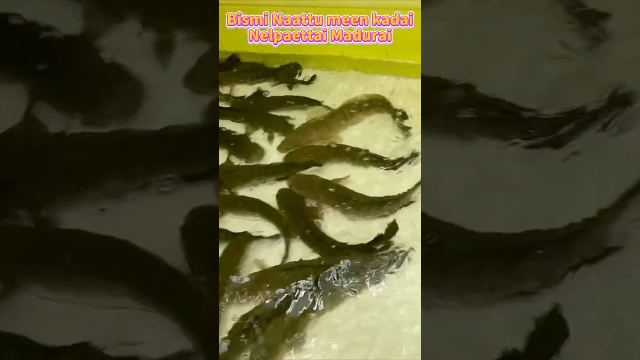 🦈🎏நாட்டு மீன் மதுரைல குறைந்த விலையில் இங்கதான் கிடைக்குதா ? நெல்பேட்டை 