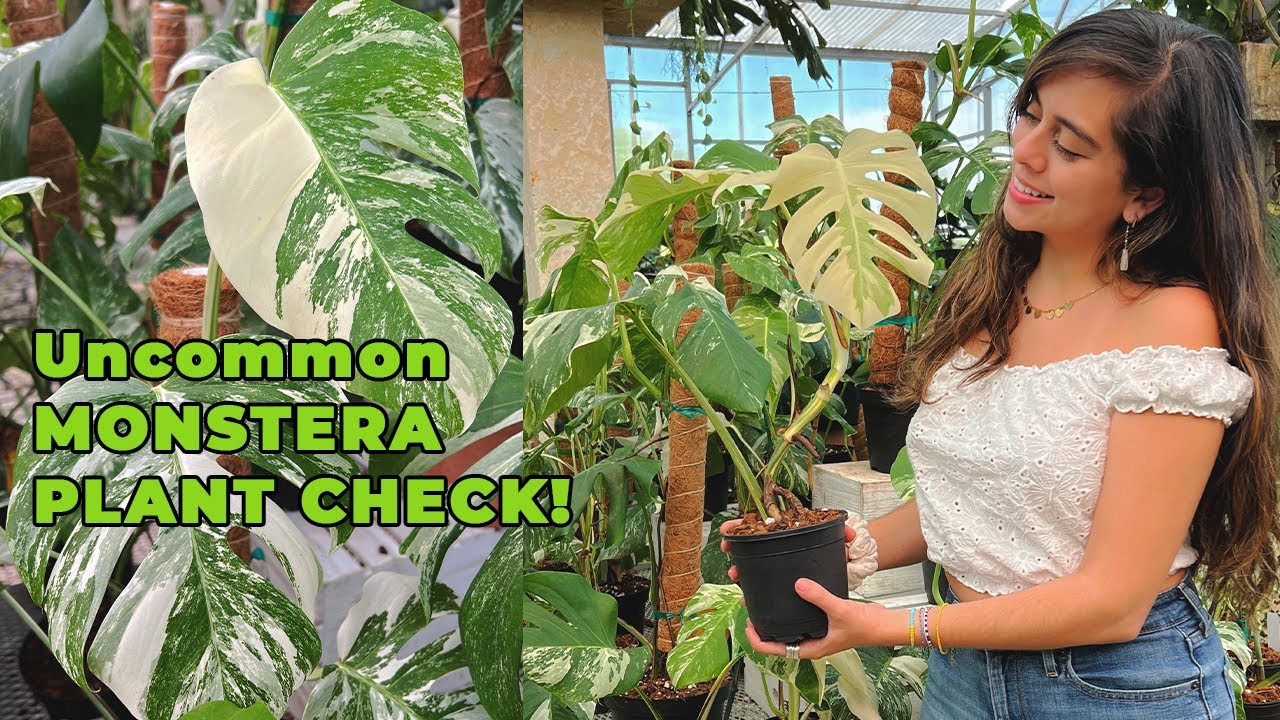 16+ Monstera species varieties to add to your houseplant collection | Uncommon Monstera Plant Check