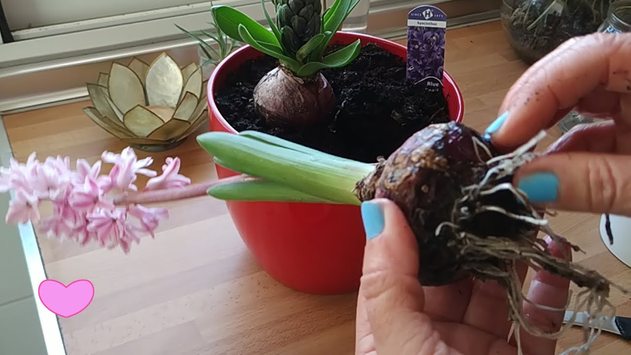 Todo sobre Jacintos. Cuidados del Bulbo y Reproducci&oacute;n por Hijitos