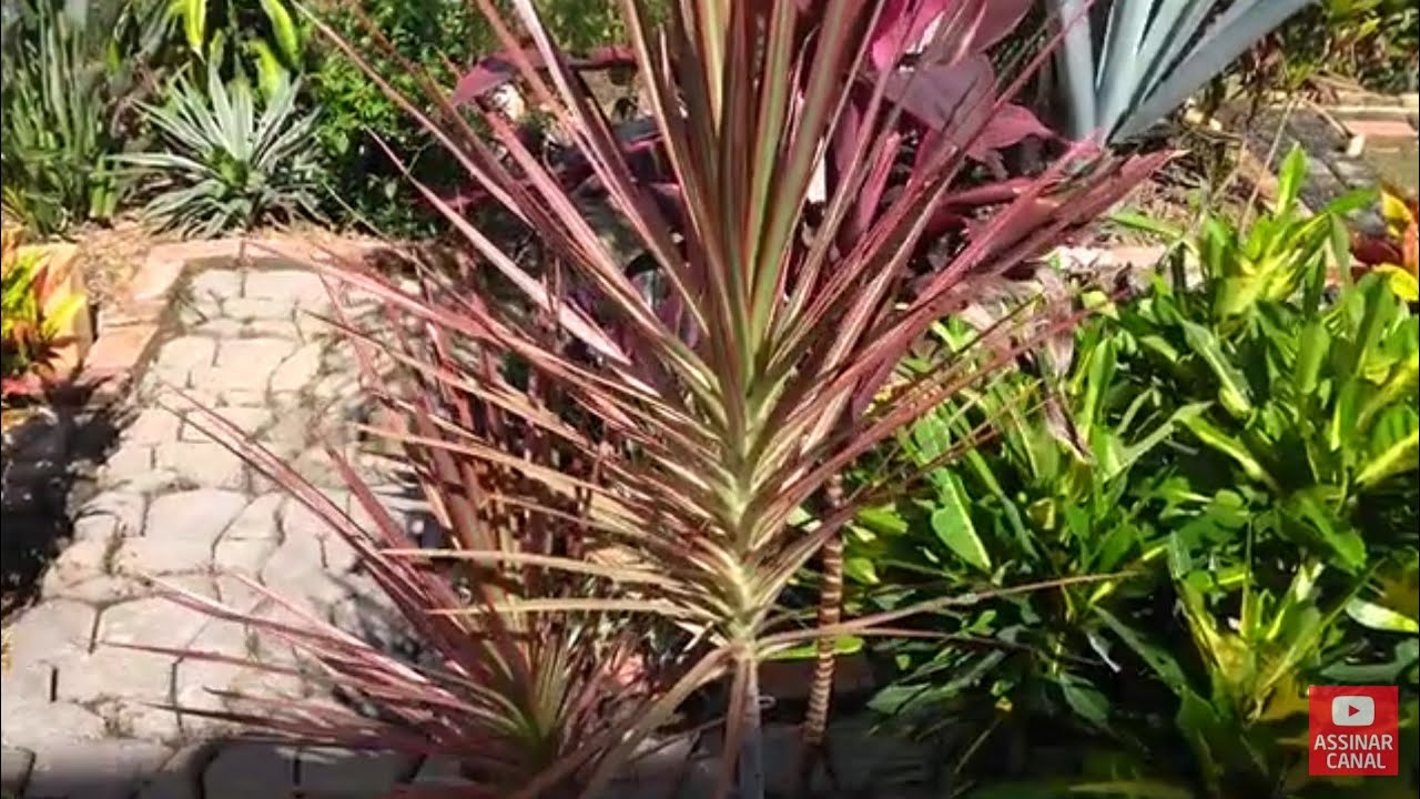 Como Fazer Mudas de Dracena Tricolor.
