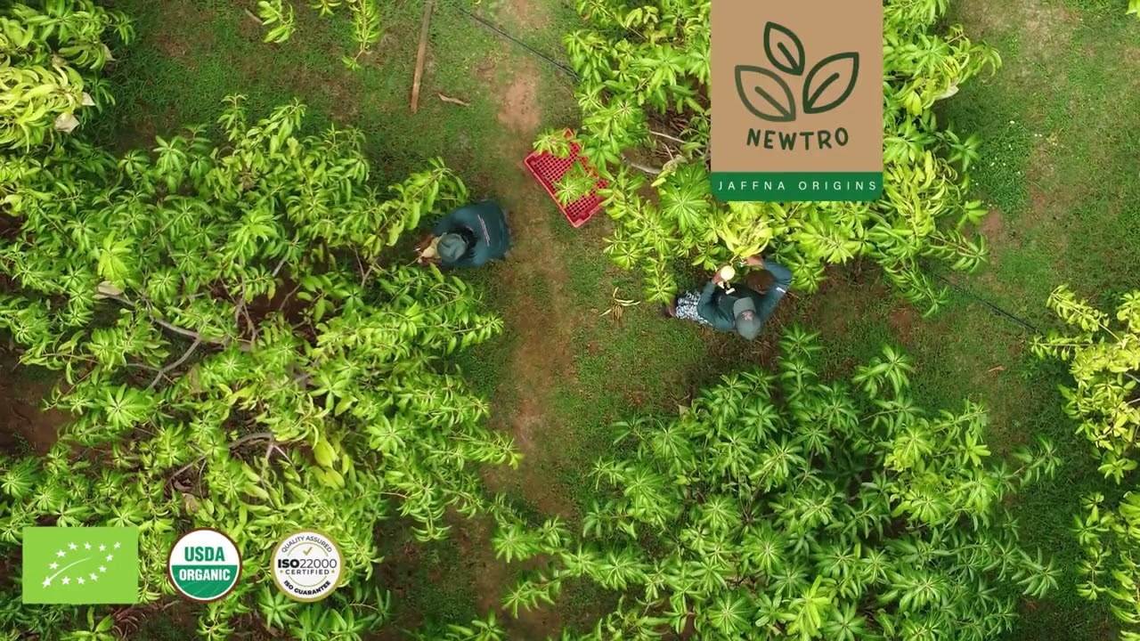 Organic Mango Farm - Newtro