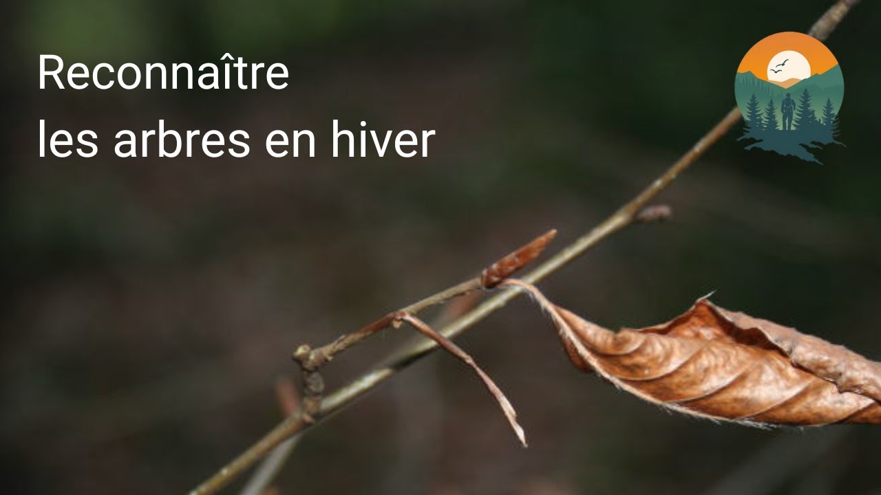 Reconnaître les arbres en hiver – balade naturaliste