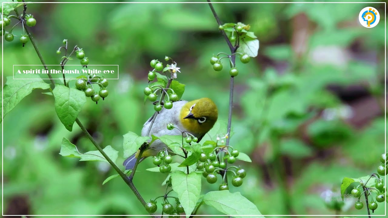 Zosterops(綠繡眼)-01/The sound of nature.