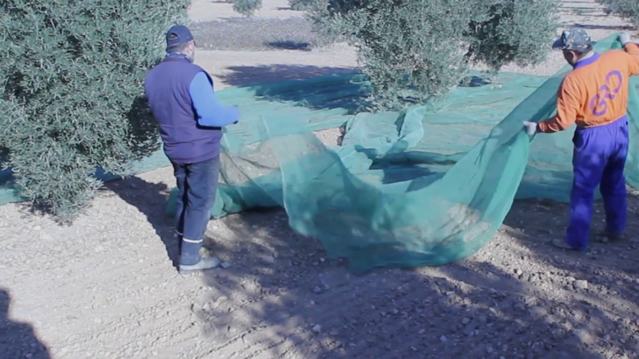 RECOLECCION DE ACEITUNA.  HERENCIA.  SPAIN.  2017
