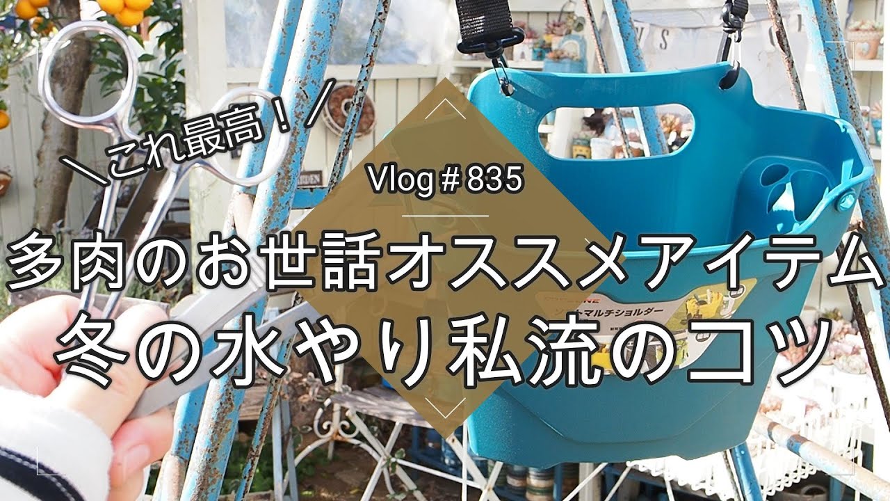 【Vlog835】【多肉植物】これ最高！多肉のお世話オススメアイテム＆冬の水やり私流のコツ【多肉が凍る地域での水やり】