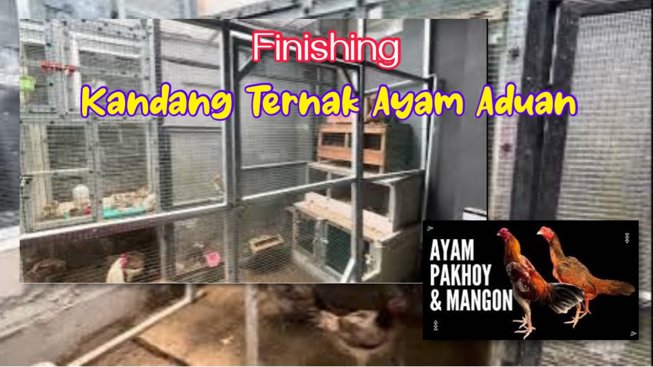 Akhirnya Selesai Kandang Ternak Ayam Aduan Skala Rumahan