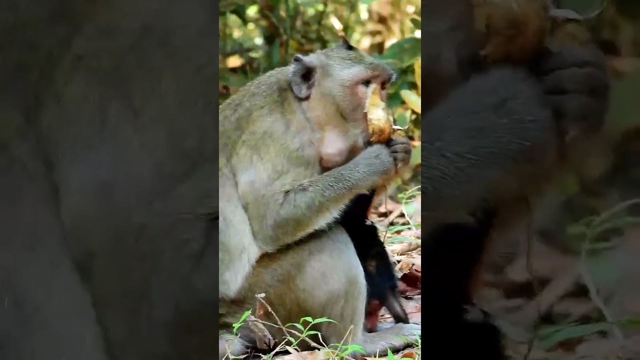 Monkey Grab In Cambodia Good All Monkeys In Khmer Full 01