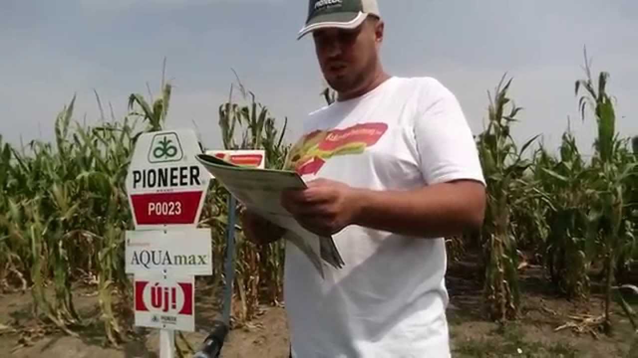 Pioneer P0023 kukorica vetőmag KukoricaVetőmag.hu Kft. 2015