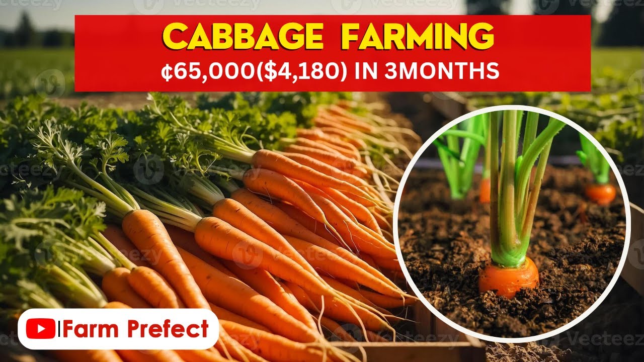 Carrot Farming in Ghana full course.