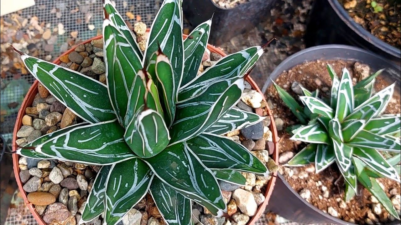 Diferentes variedades o fenotipos del agave Victoria Reginae