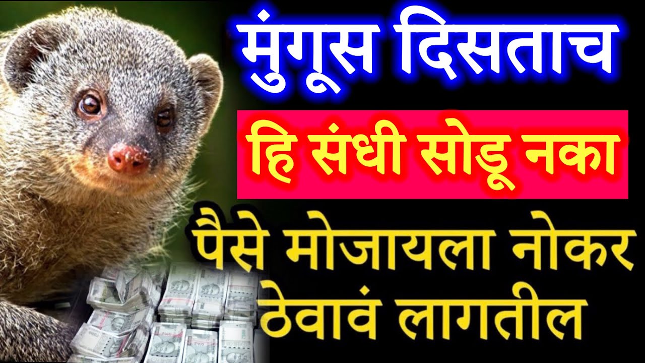 मुंगूस दिसताच हे करा 💸 मुंगुसाचे संकेत बनवतील💰लखपती.?