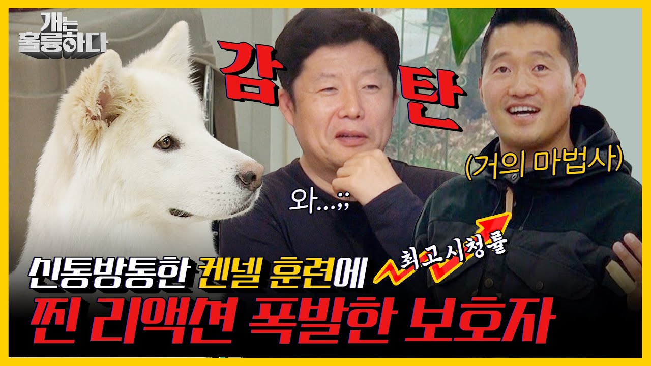 [#피크타임] ✨최고 분당 시청률✨ 개는 훌륭하구나! 강 훈련사 덕분에 감동을 얻은 남편 보호자 | #개는훌륭하다 | KBS 220103 방송